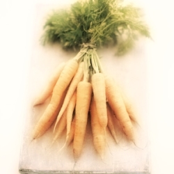 Carotte