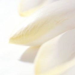 Endive