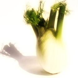 Fenouil