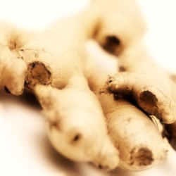 Gingembre