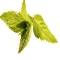 Menthe