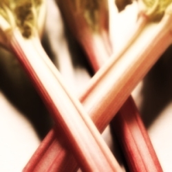 Rhubarbe
